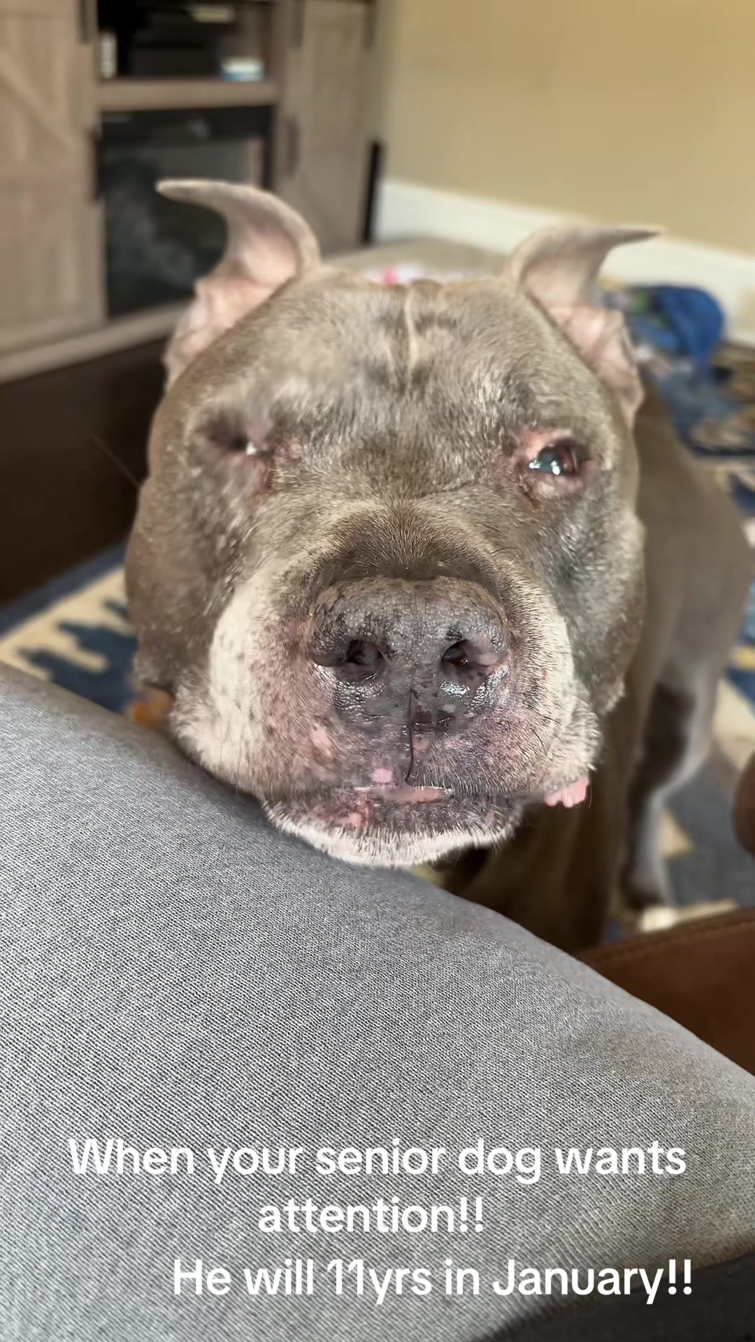 @deannas_tiny_dinys🦖🥞