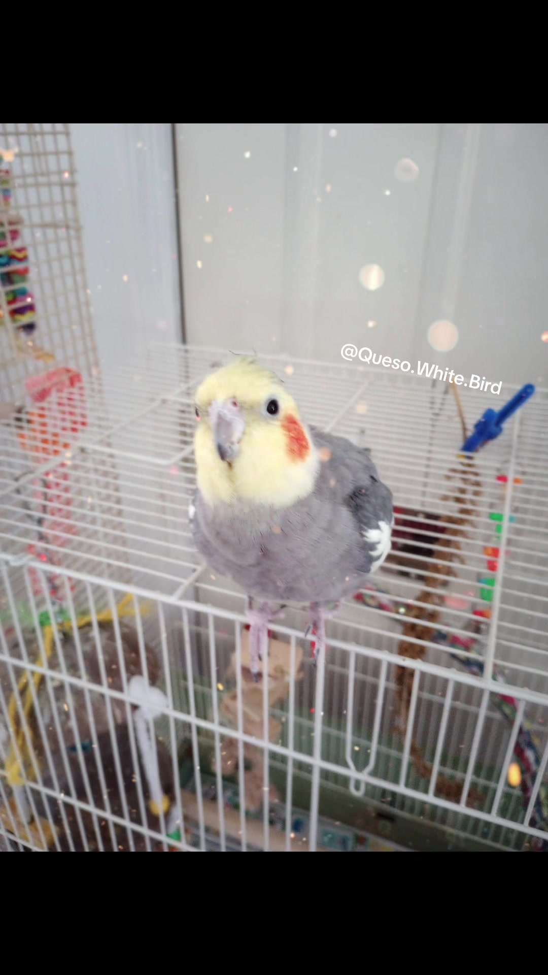 @Queso White Bird 🕊️