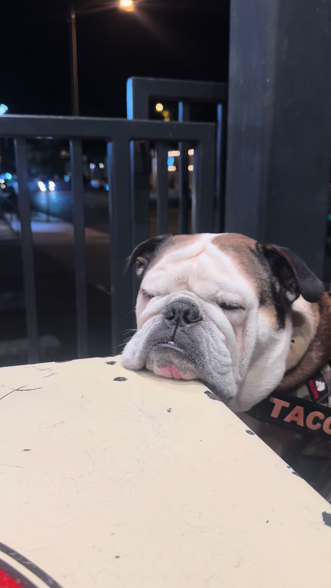 @Taco 🐶🧿