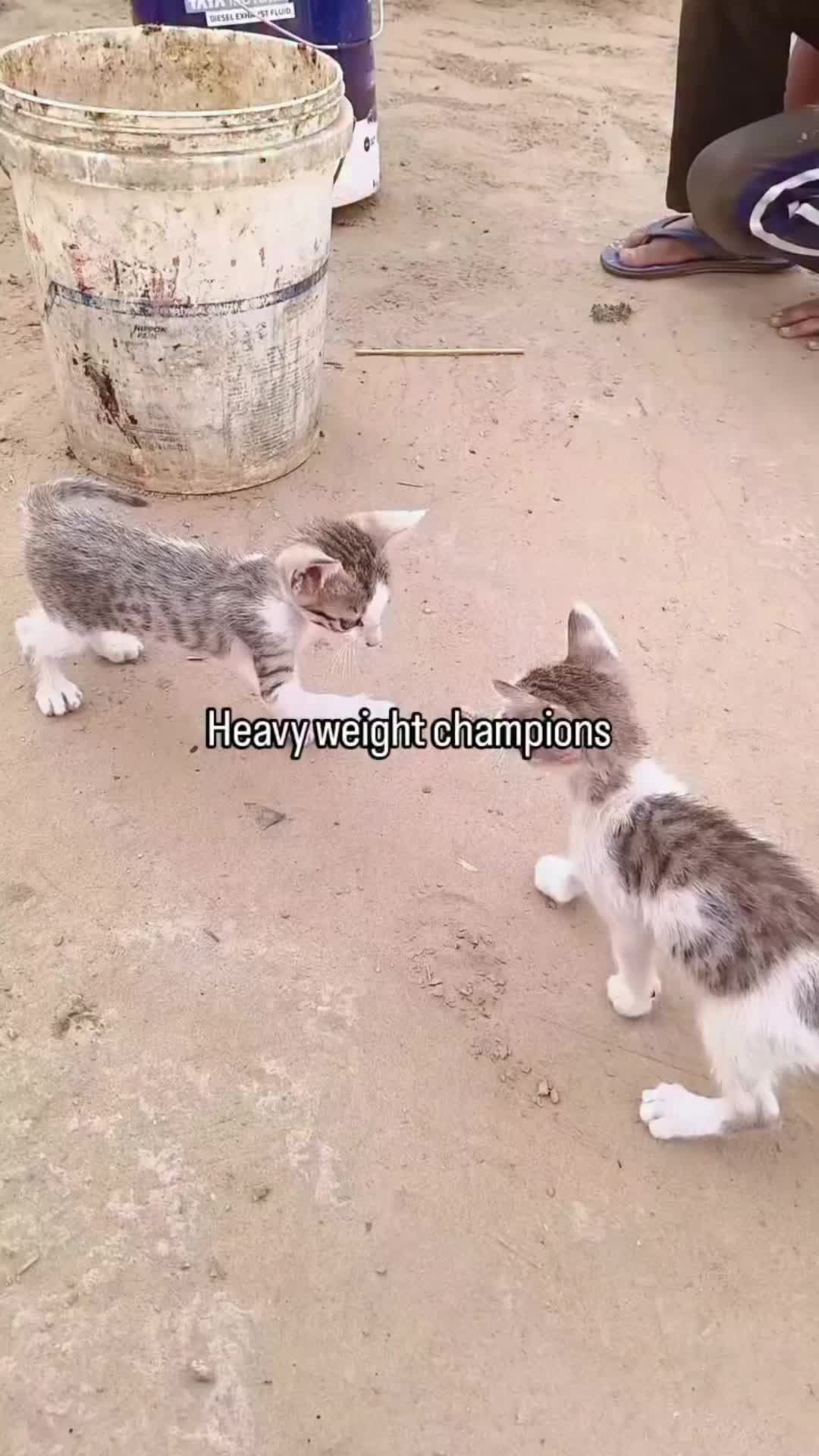 @🐈