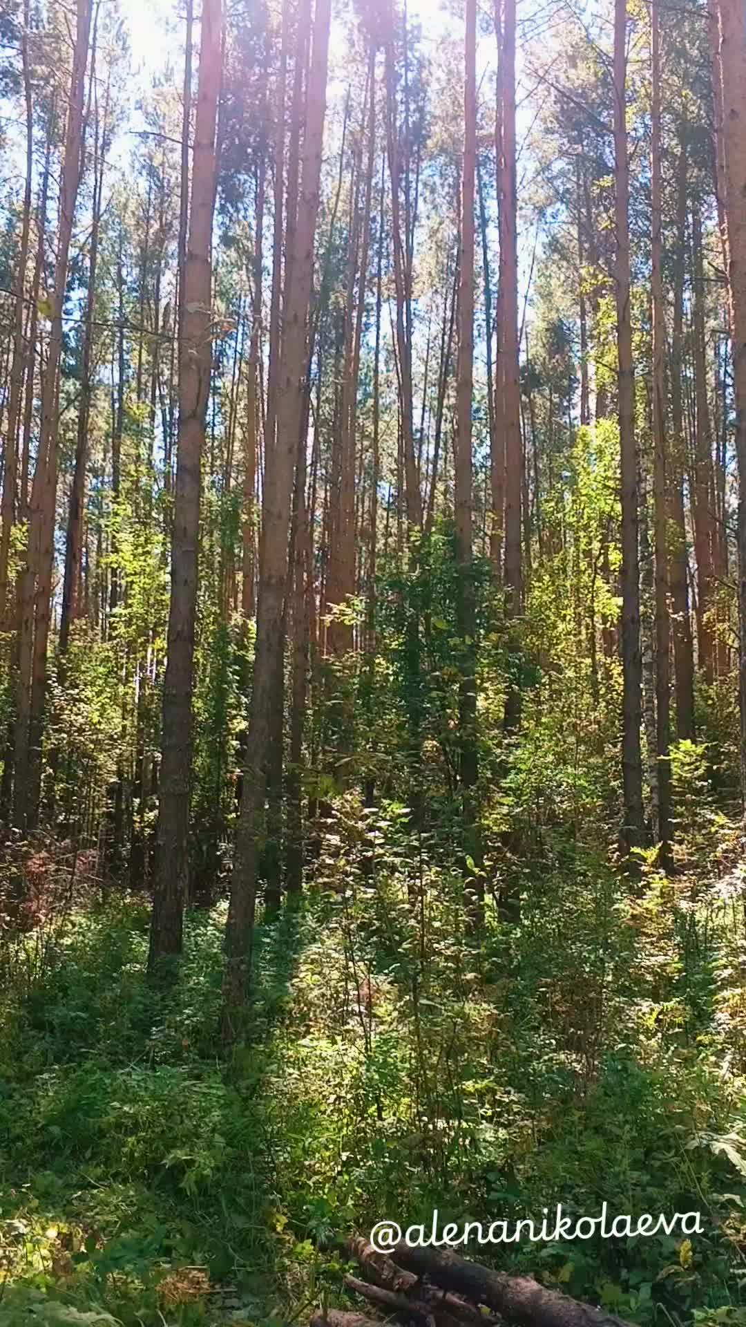@Алёнушка