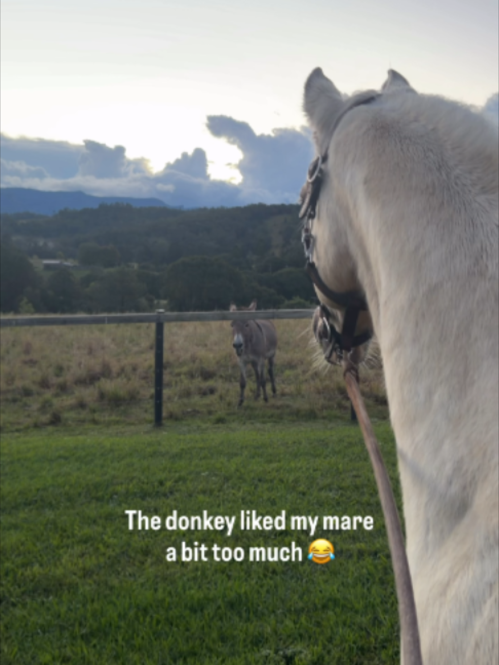 @Myhorsewillow