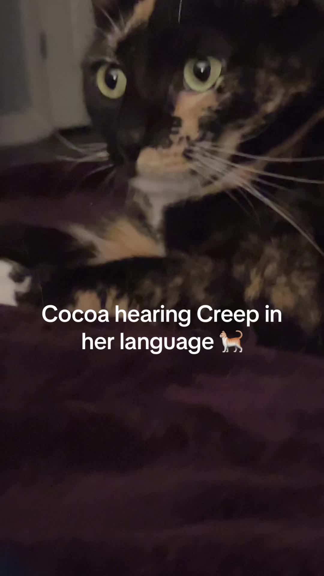 @Pepper and Cece … and Cocoa!!