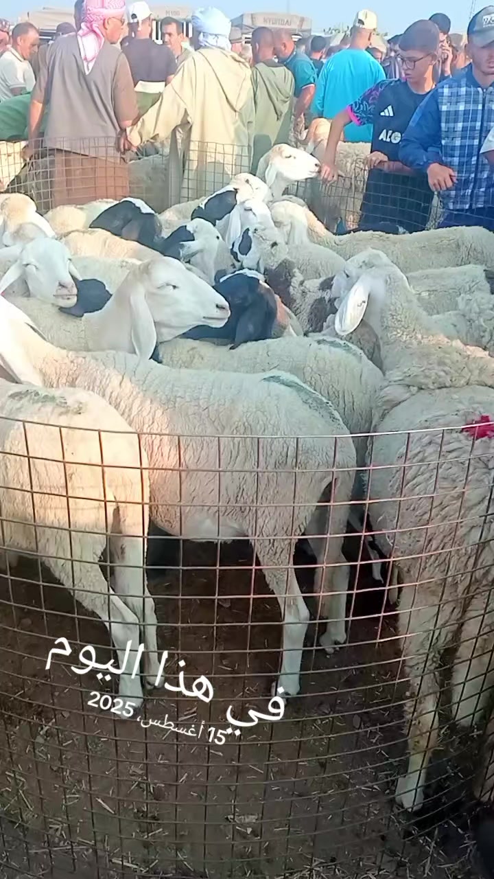 @عبد المجيد هرقوم