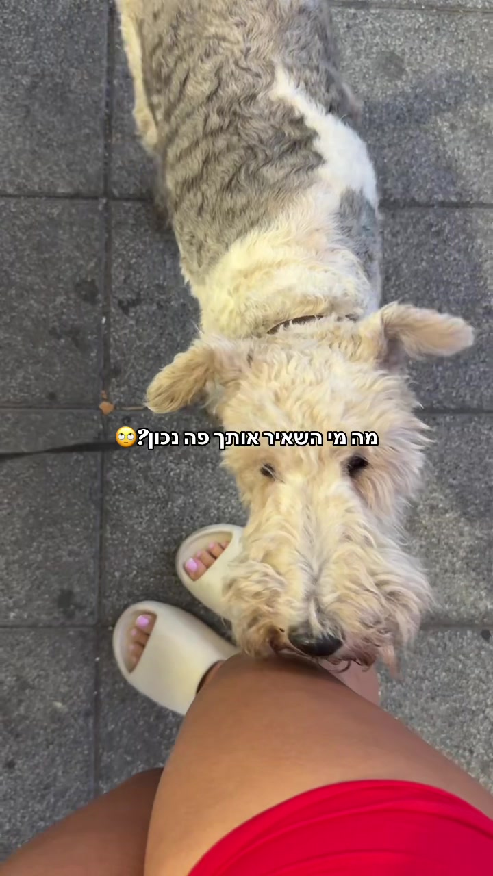 @Ori Novik