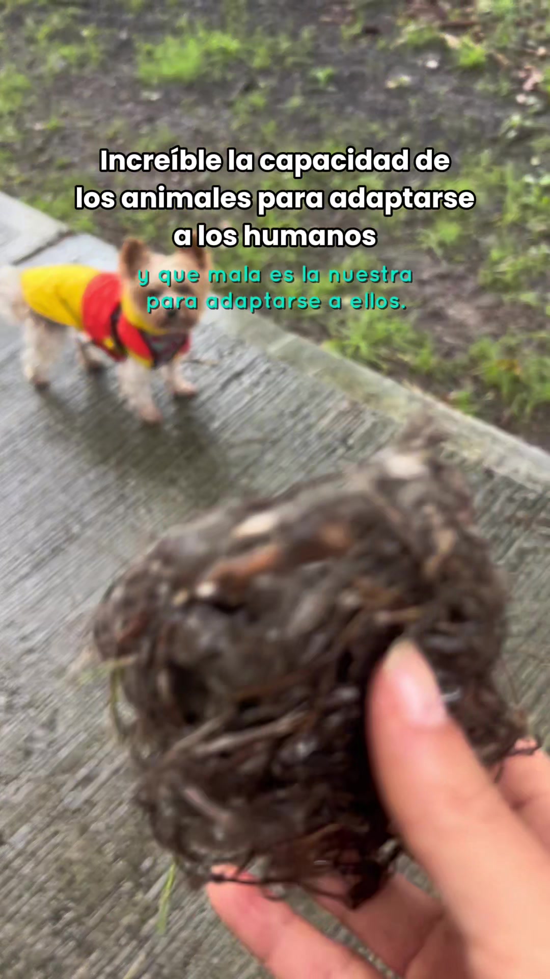 @Somos Guaw educación camina