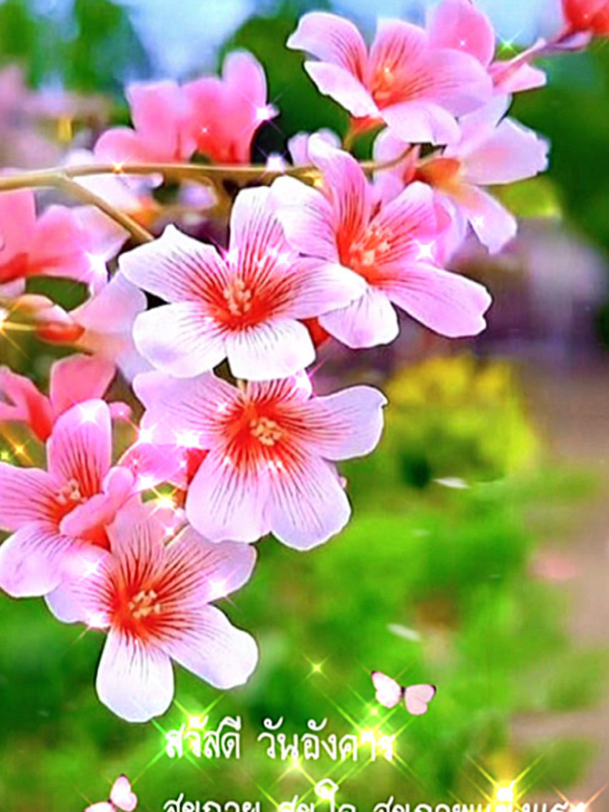@Orasa mokkhdksoongg