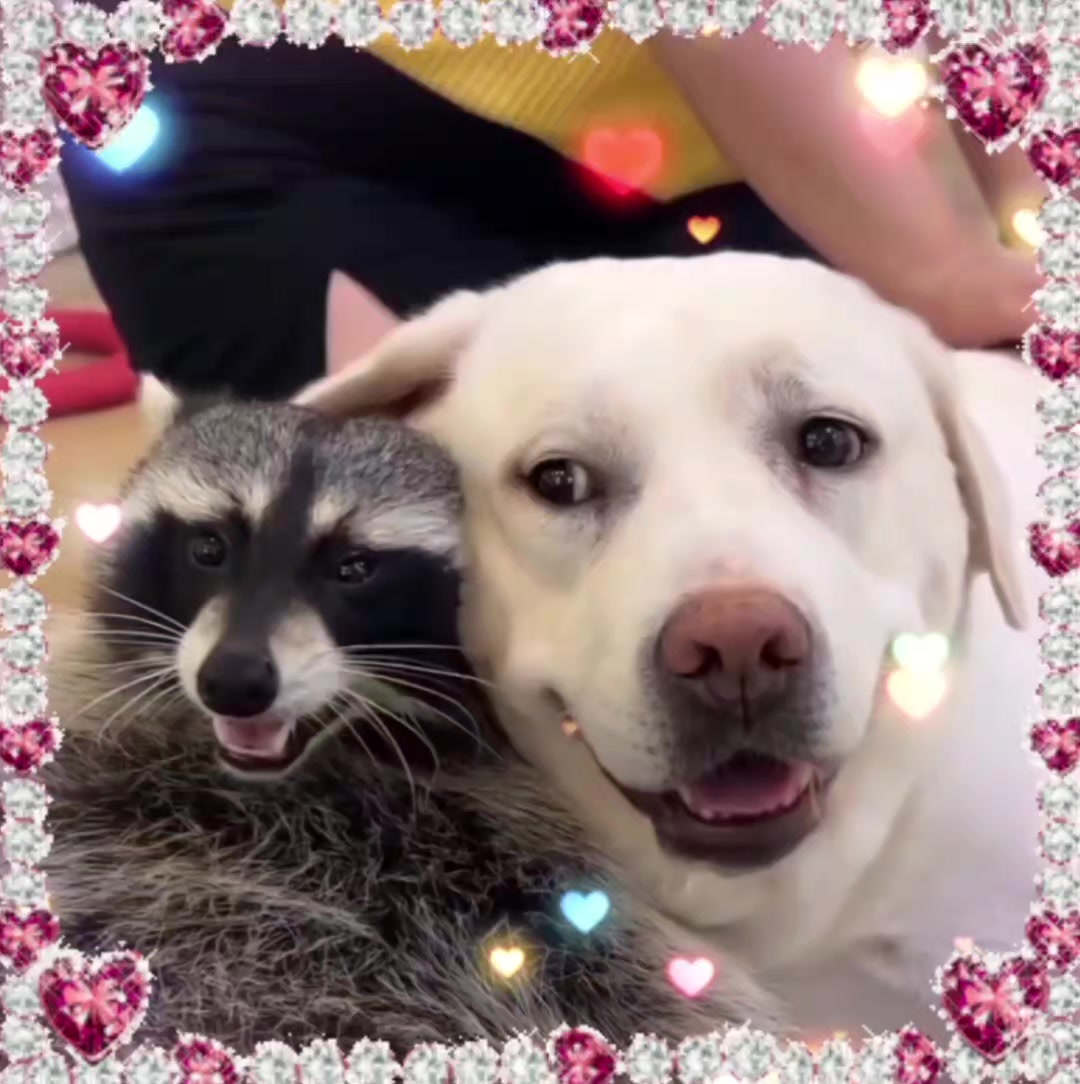 @ʕ˶ᵔ ﻌ ᵔ˶ʔ ♡ ⋆。˚