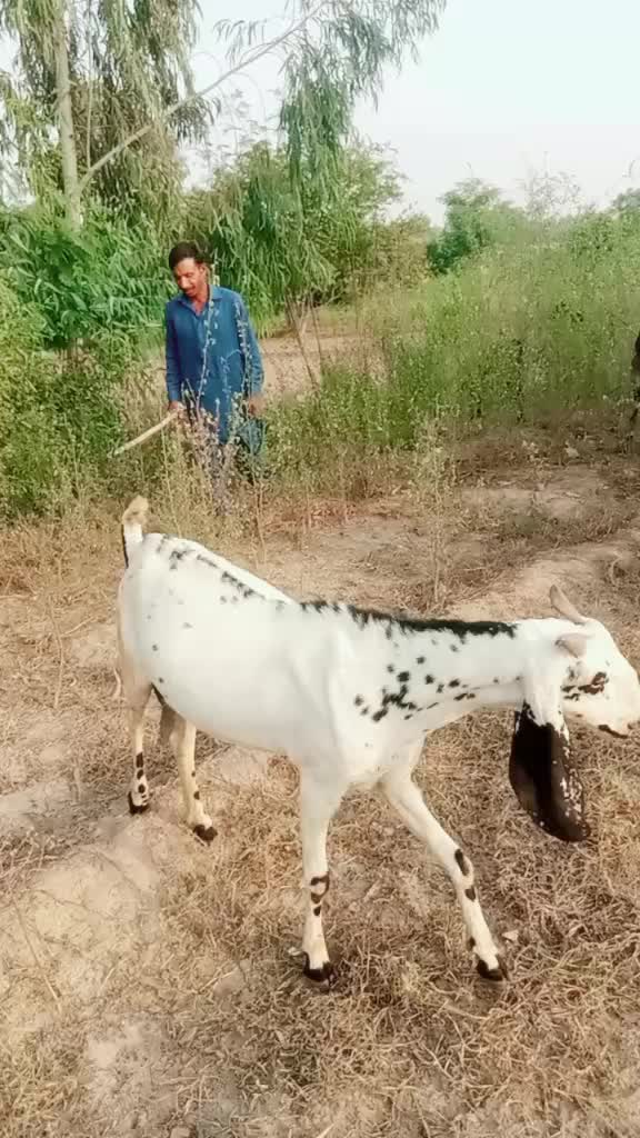 @shanigujjar
