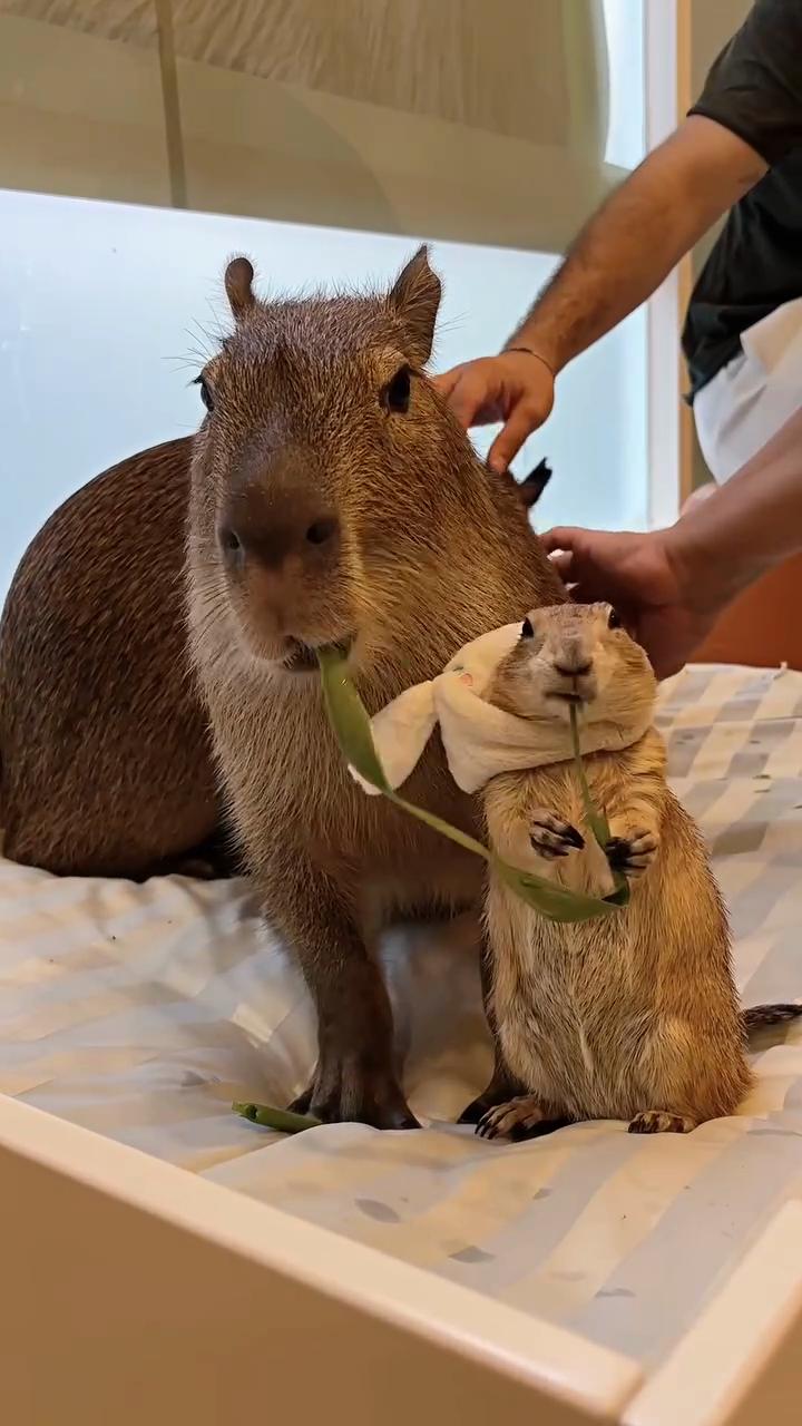 @Capybarabaramedia