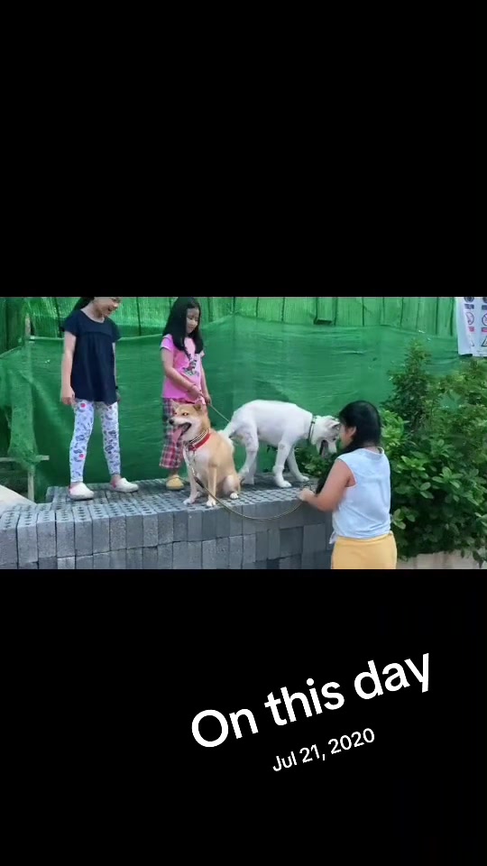 @Hachi Family 🐶🐕🦊