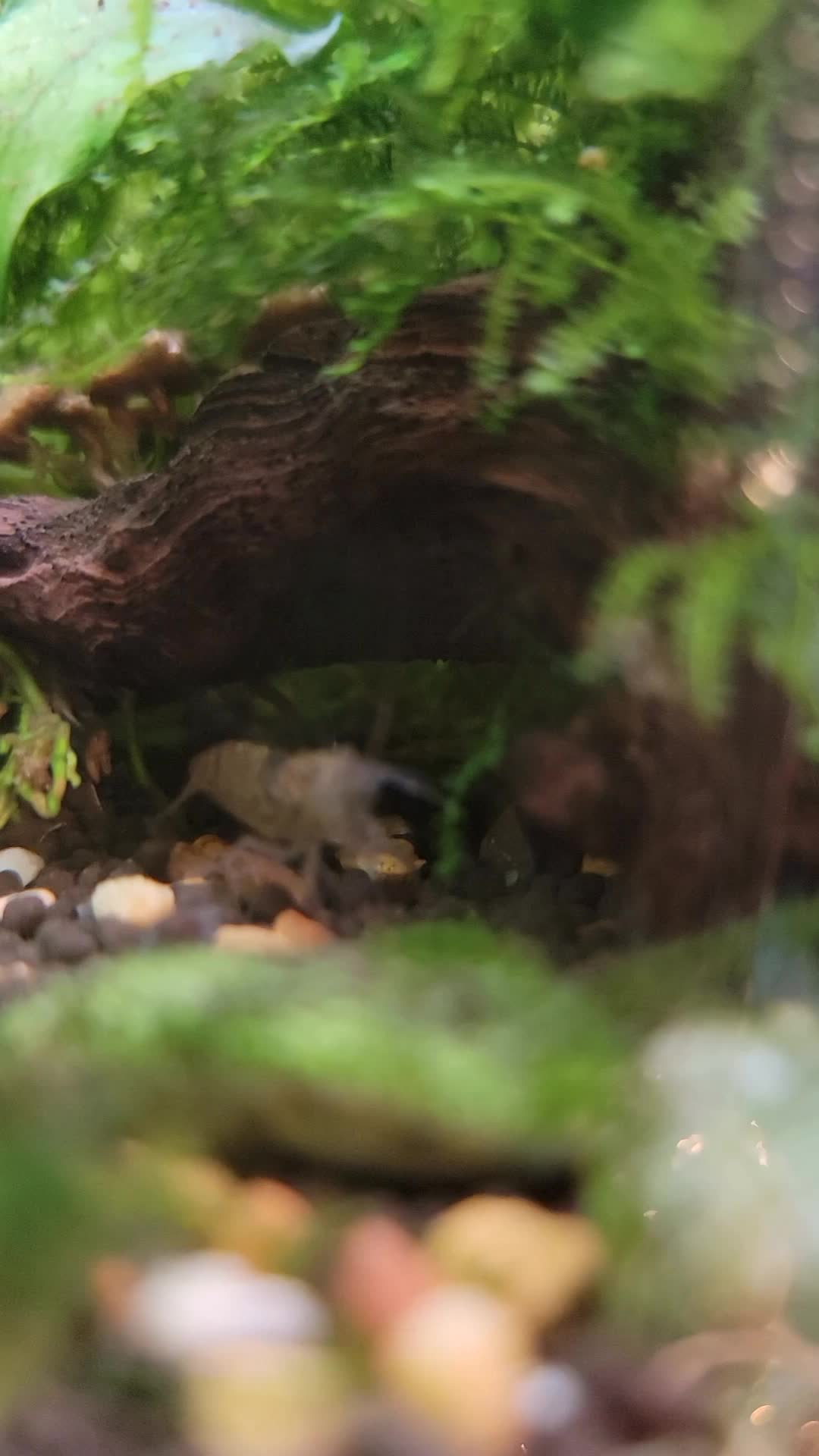 @Fishie Fishy Fish (nano, nano)