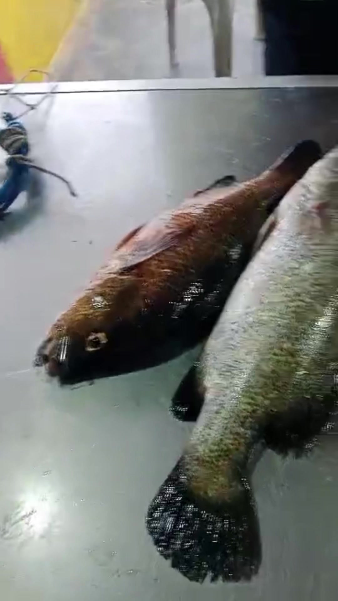 @Shafiq Sealion Fishing Sdn Bhd