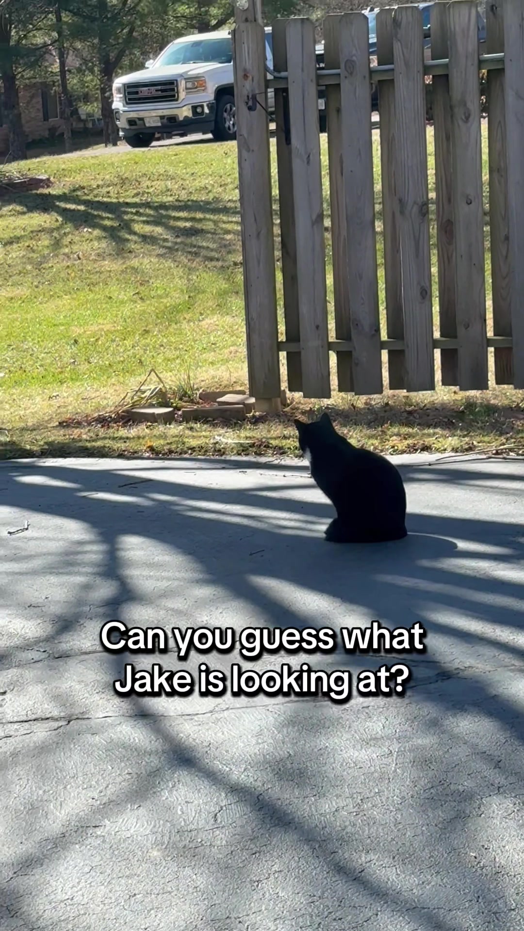 @The Appalachian kitties