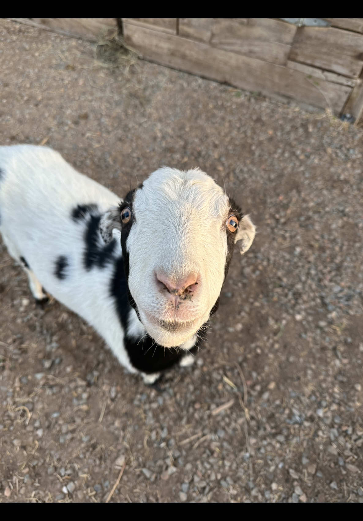 @SweetBeesFarms