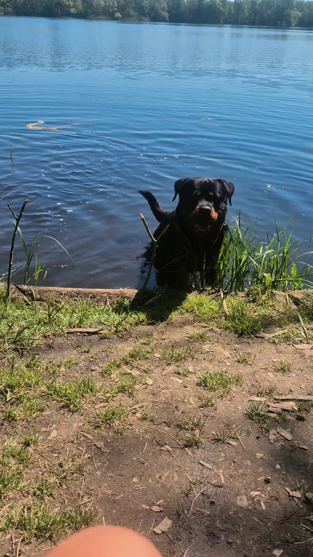 @Rottweilerlove❤️