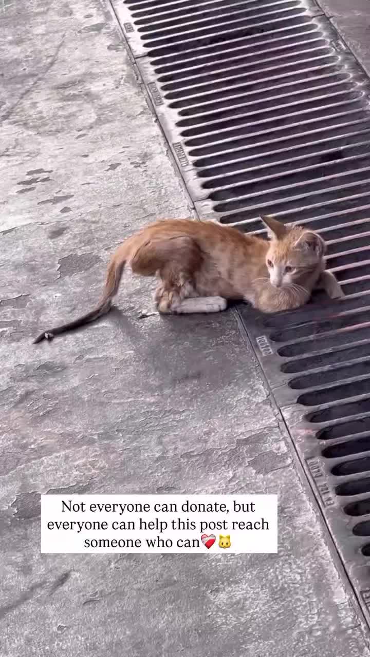 @united Stray haven