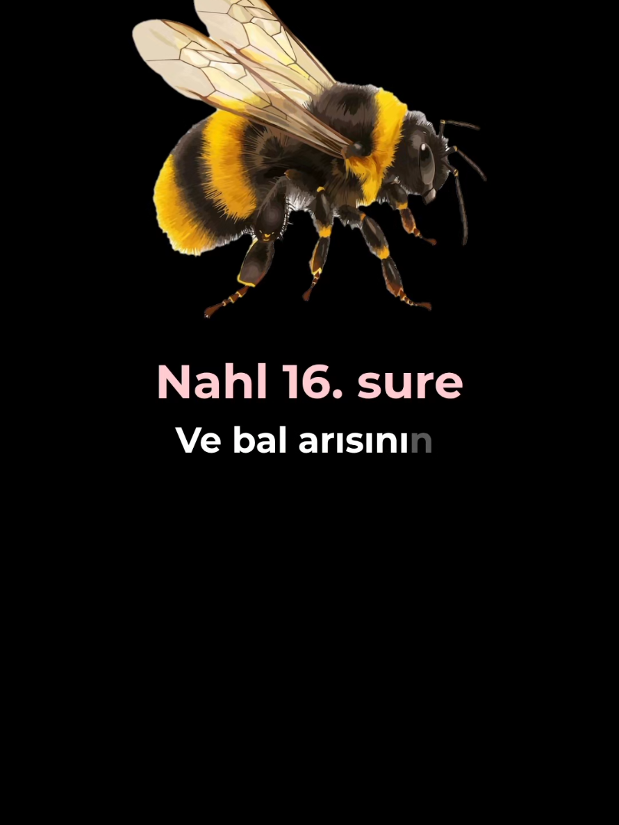@Zehraveyn Tefsiri