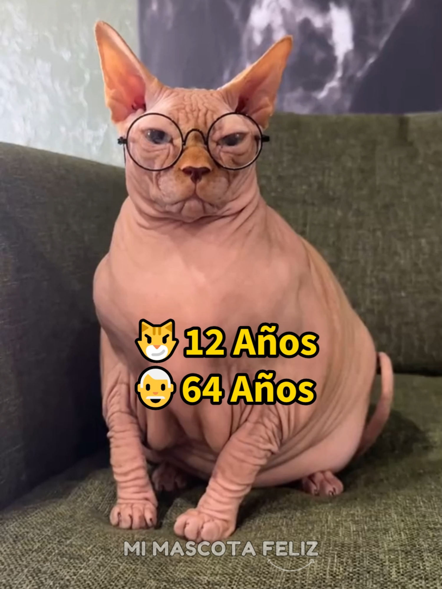 @Mi Mascota Feliz
