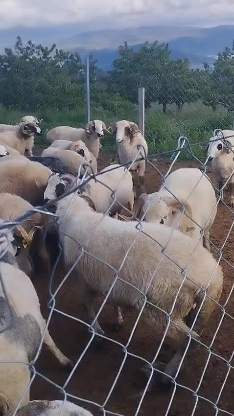 @Erkut Polat