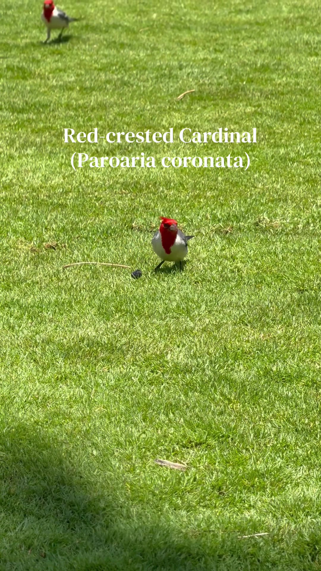 @Emcee Birder