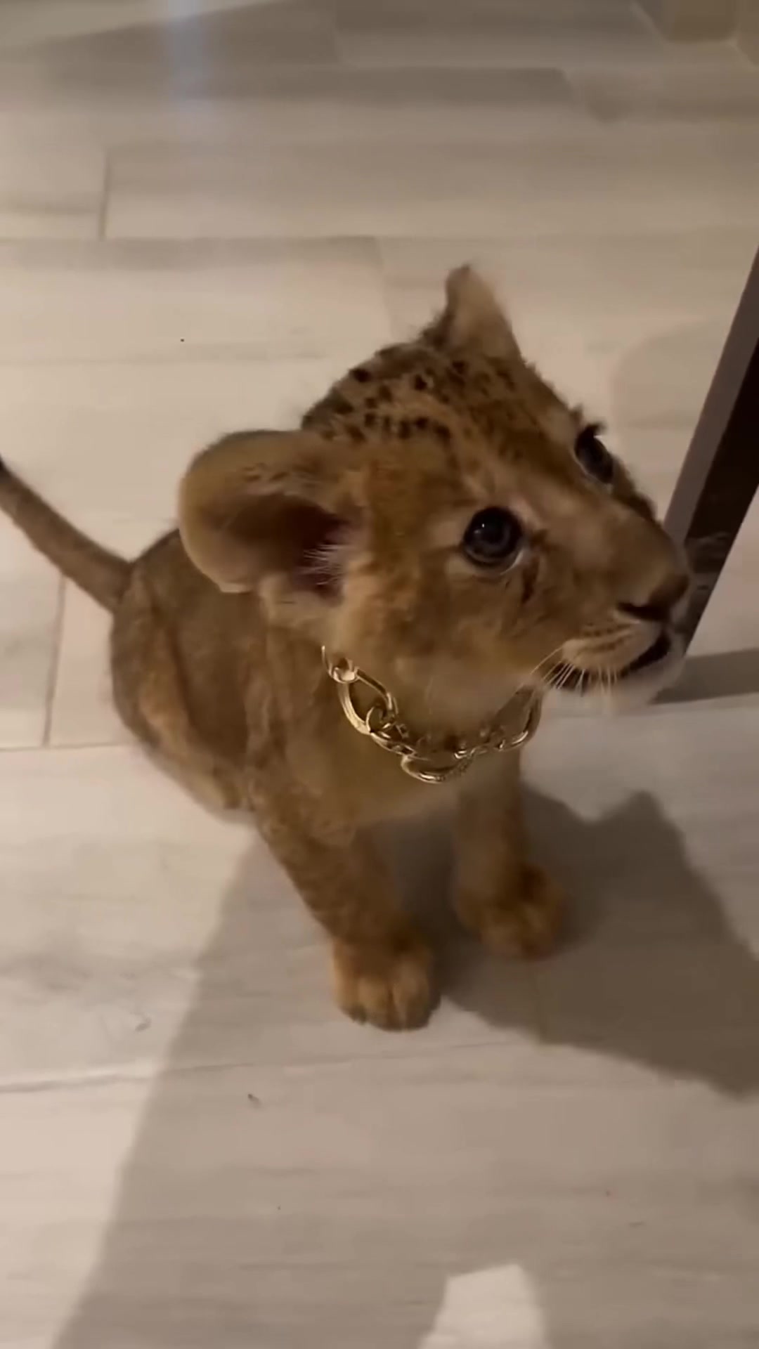 @Animal 🫶