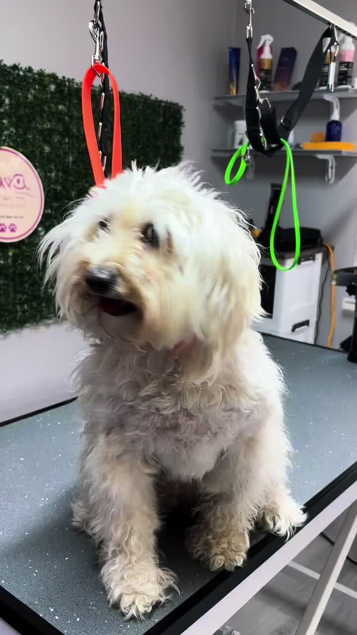 @Diva Pet Kuaf&ouml;r Ankara