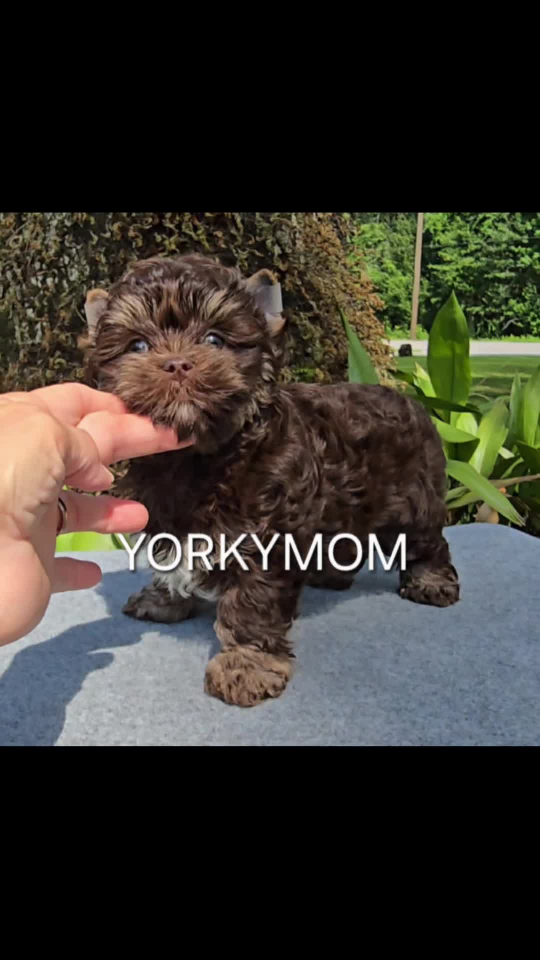 @theYorkymom