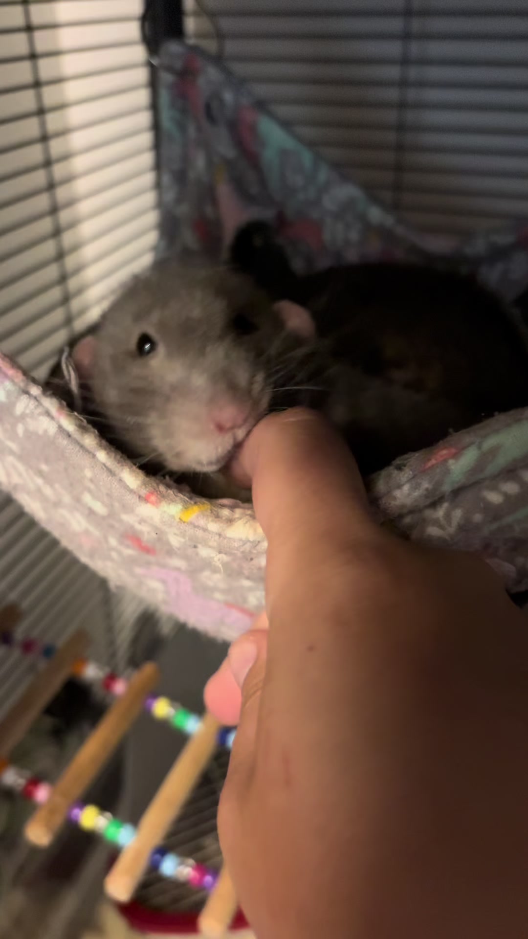 @Liloobi's Mischief