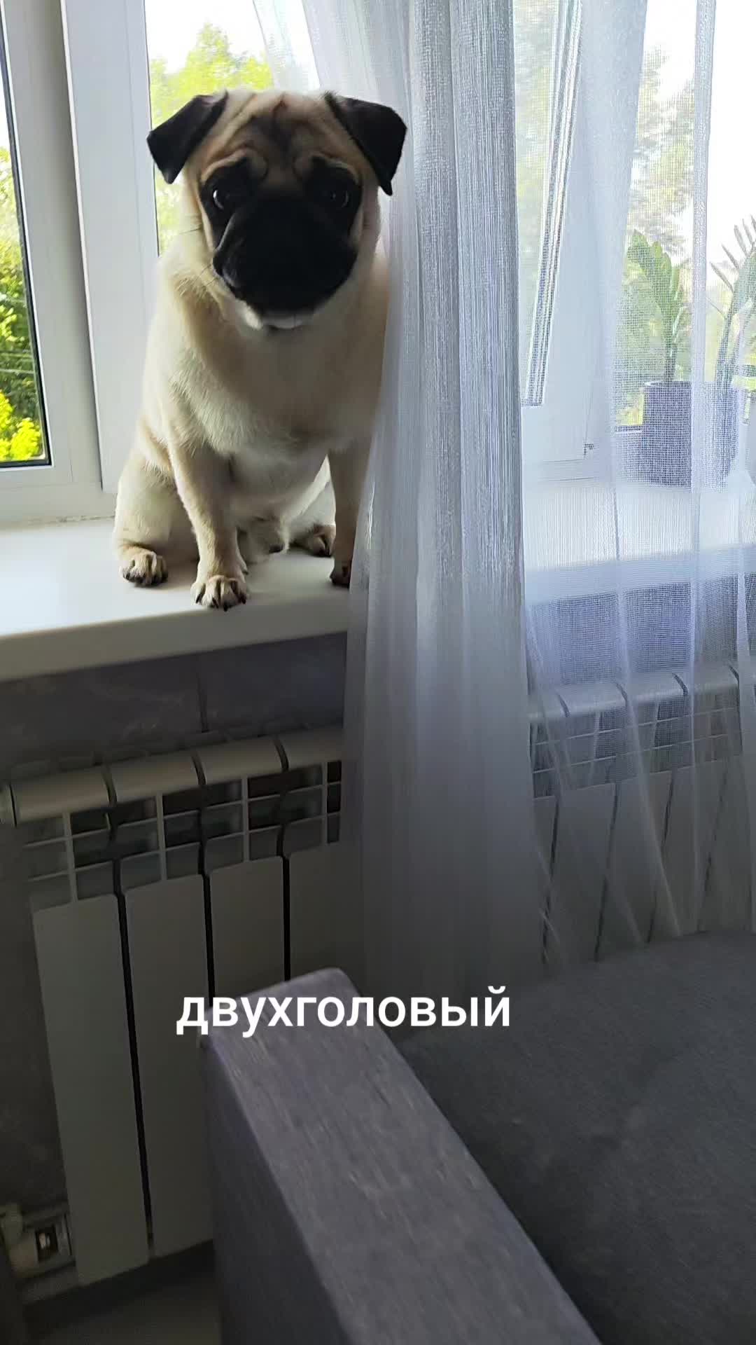 @ЧИПУНЕТСКИЙ👑