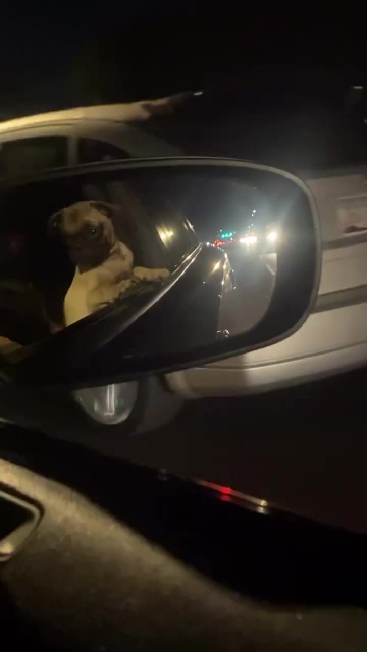 @Puggo ❤️