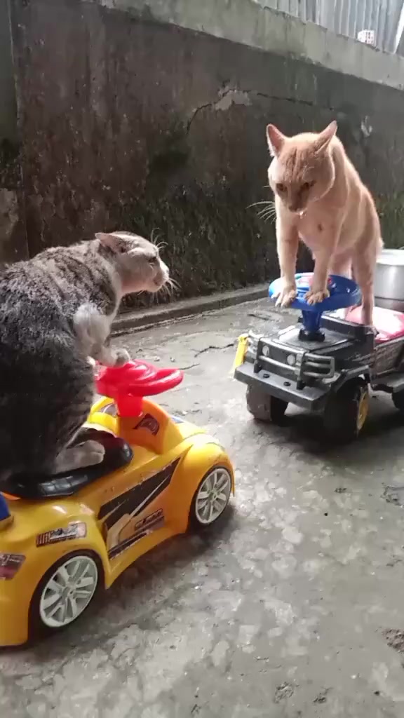 @Random Cat Stuff