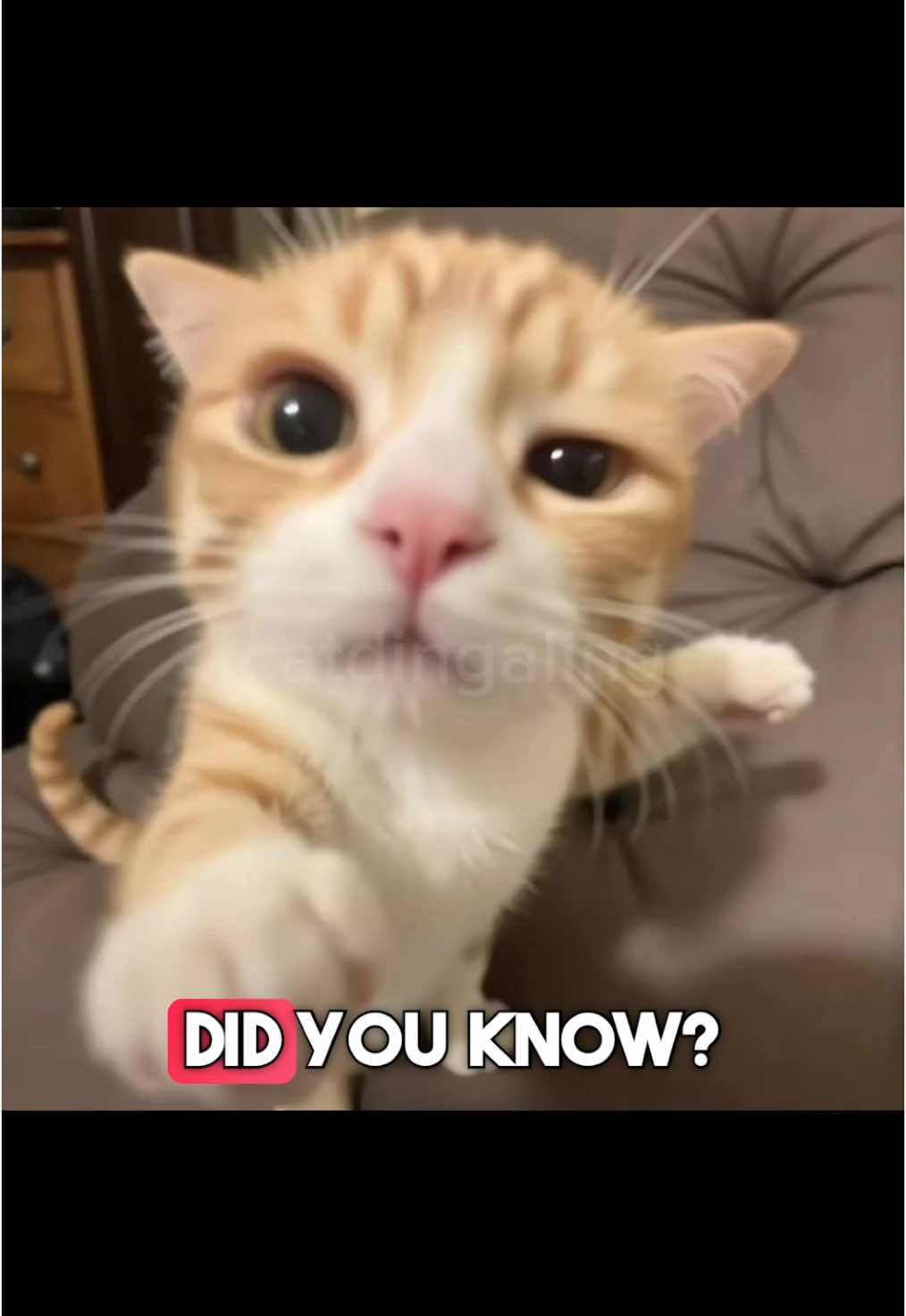 @catdingaling