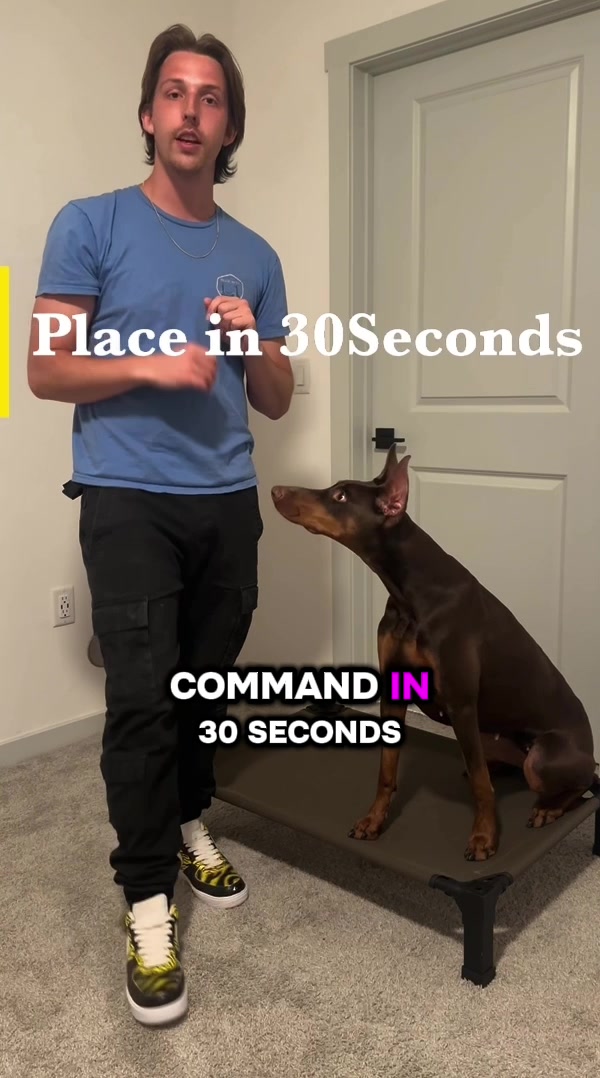 @tylerthek9trainer