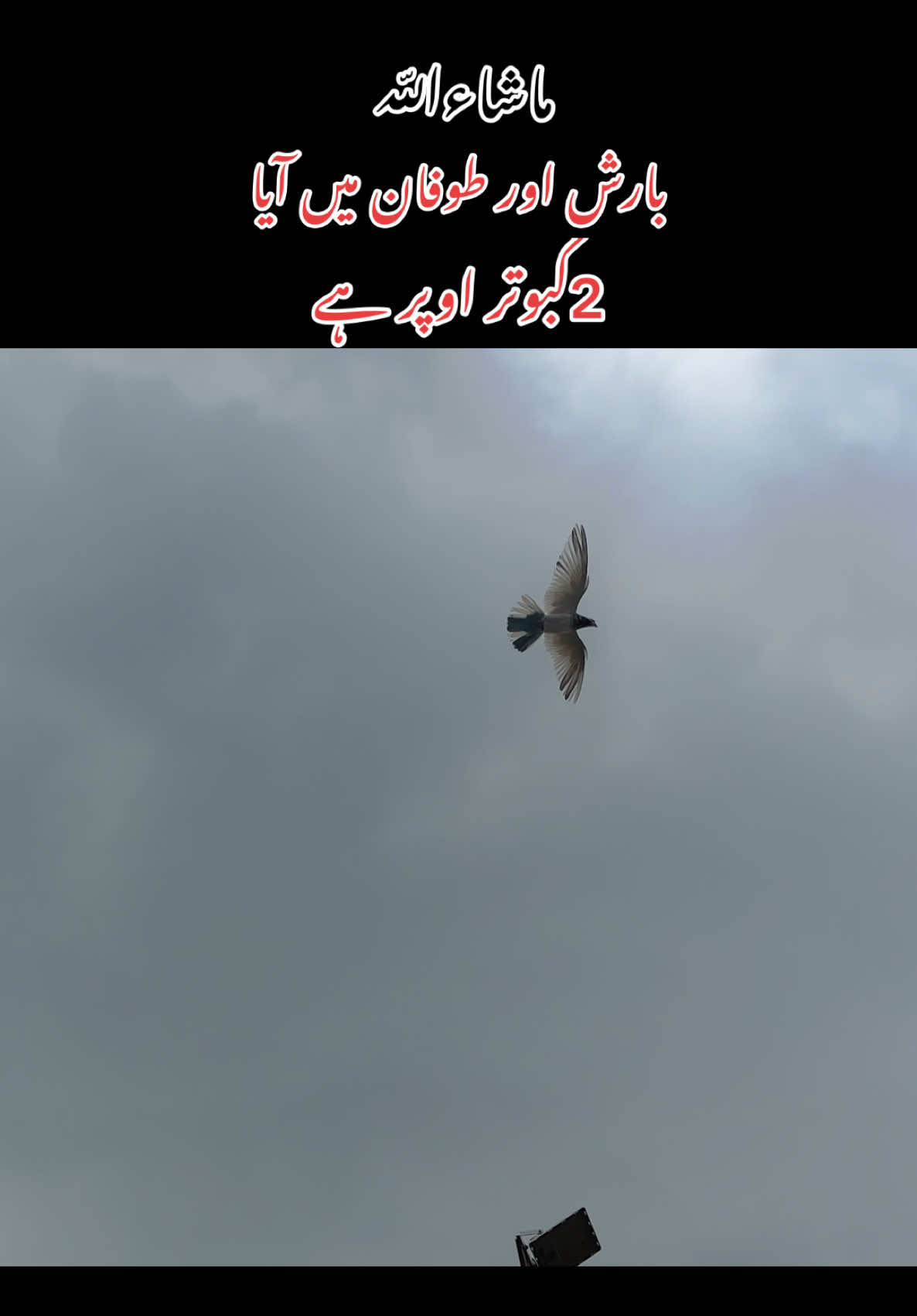 @Dar pigeons club