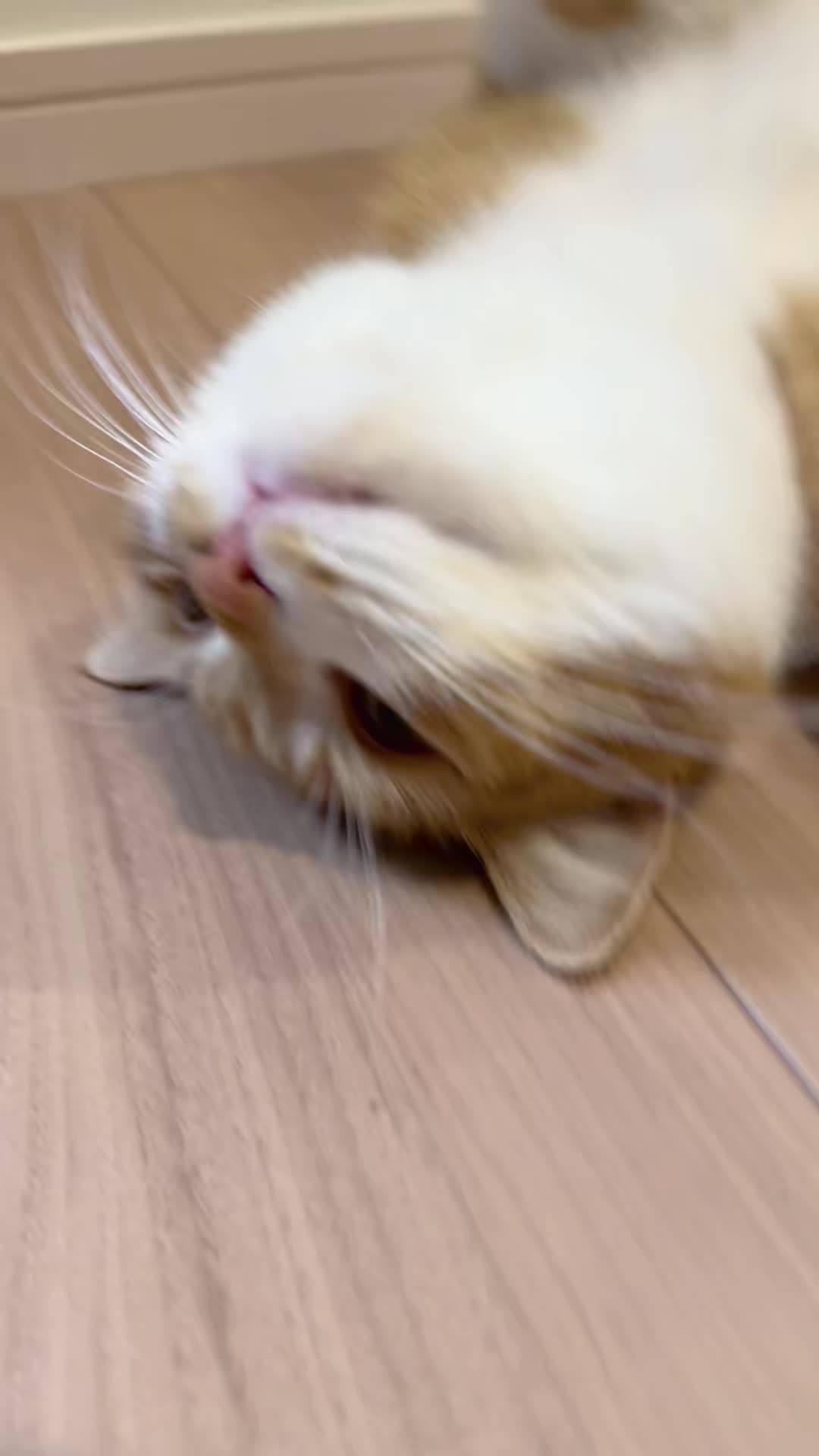 @マロン