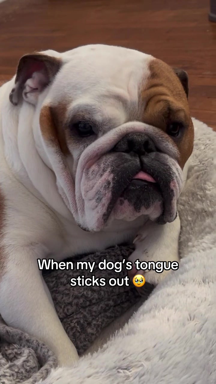 @Stubby The Bulldog