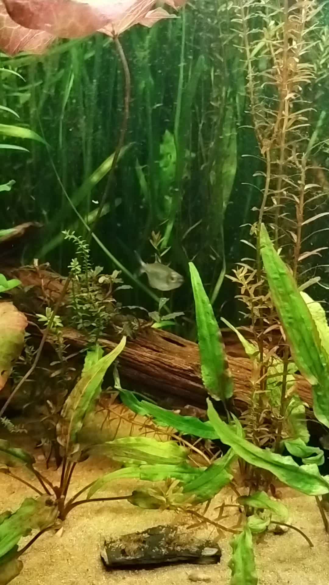 @Joker,s Aquarienwelt