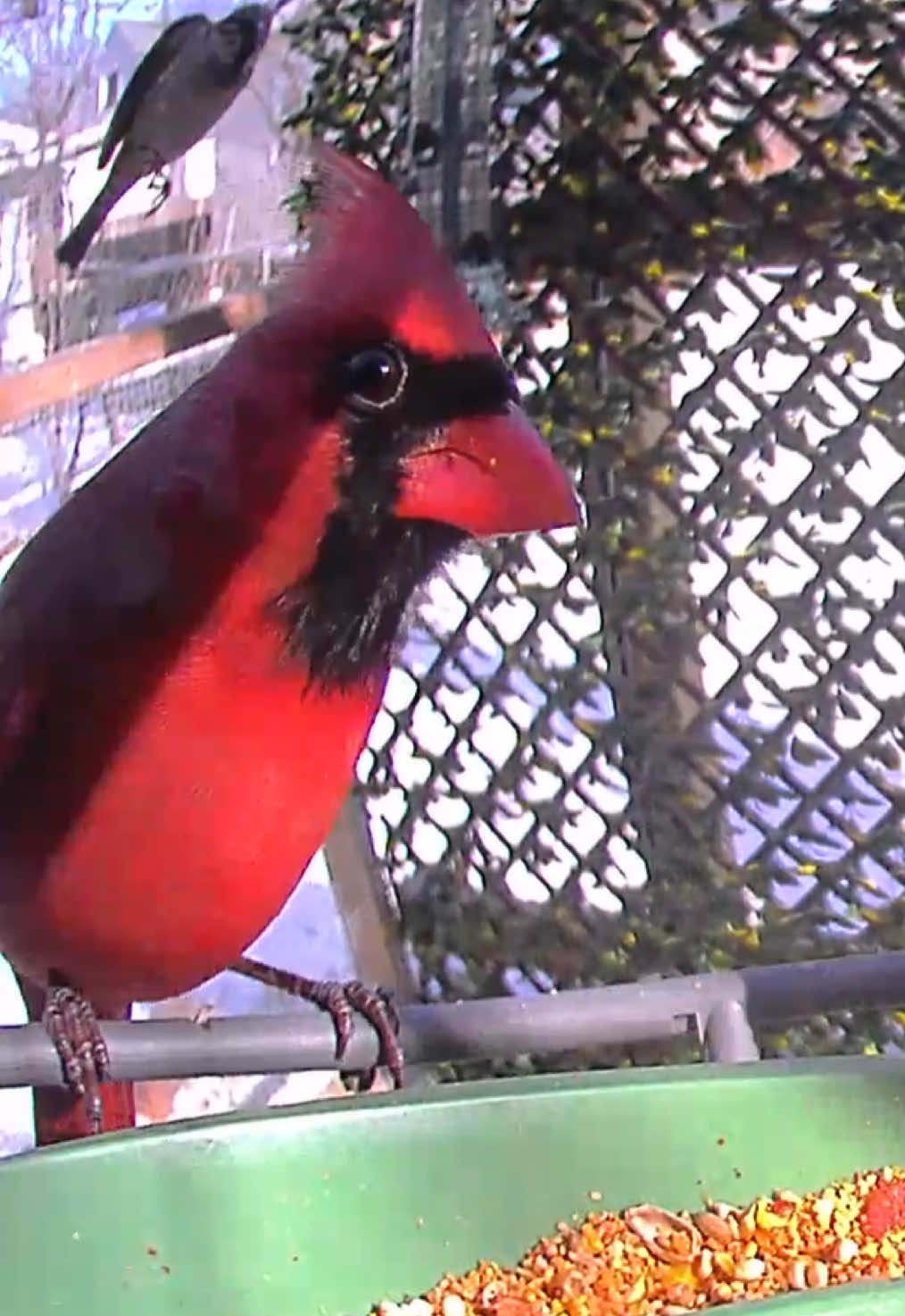 @The Bird Cafe