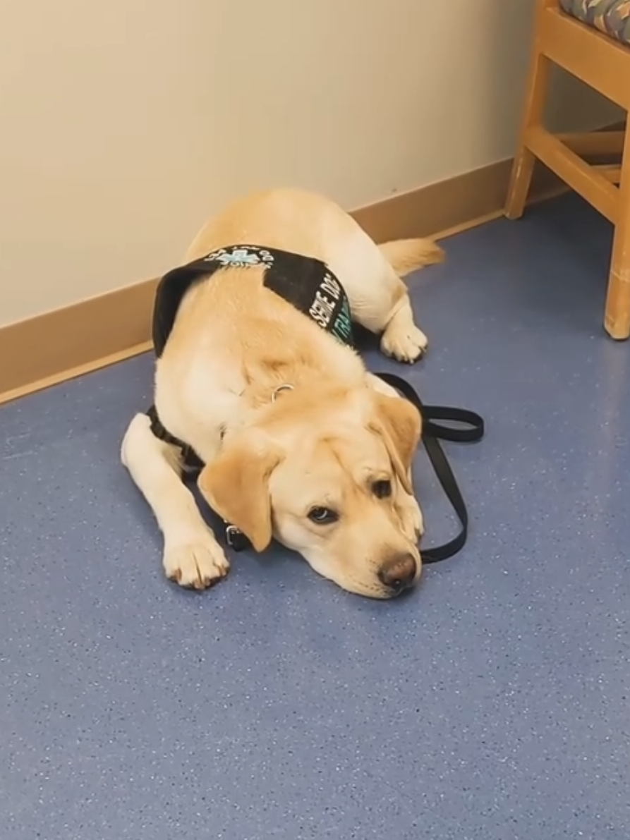 @Service Pup Milo