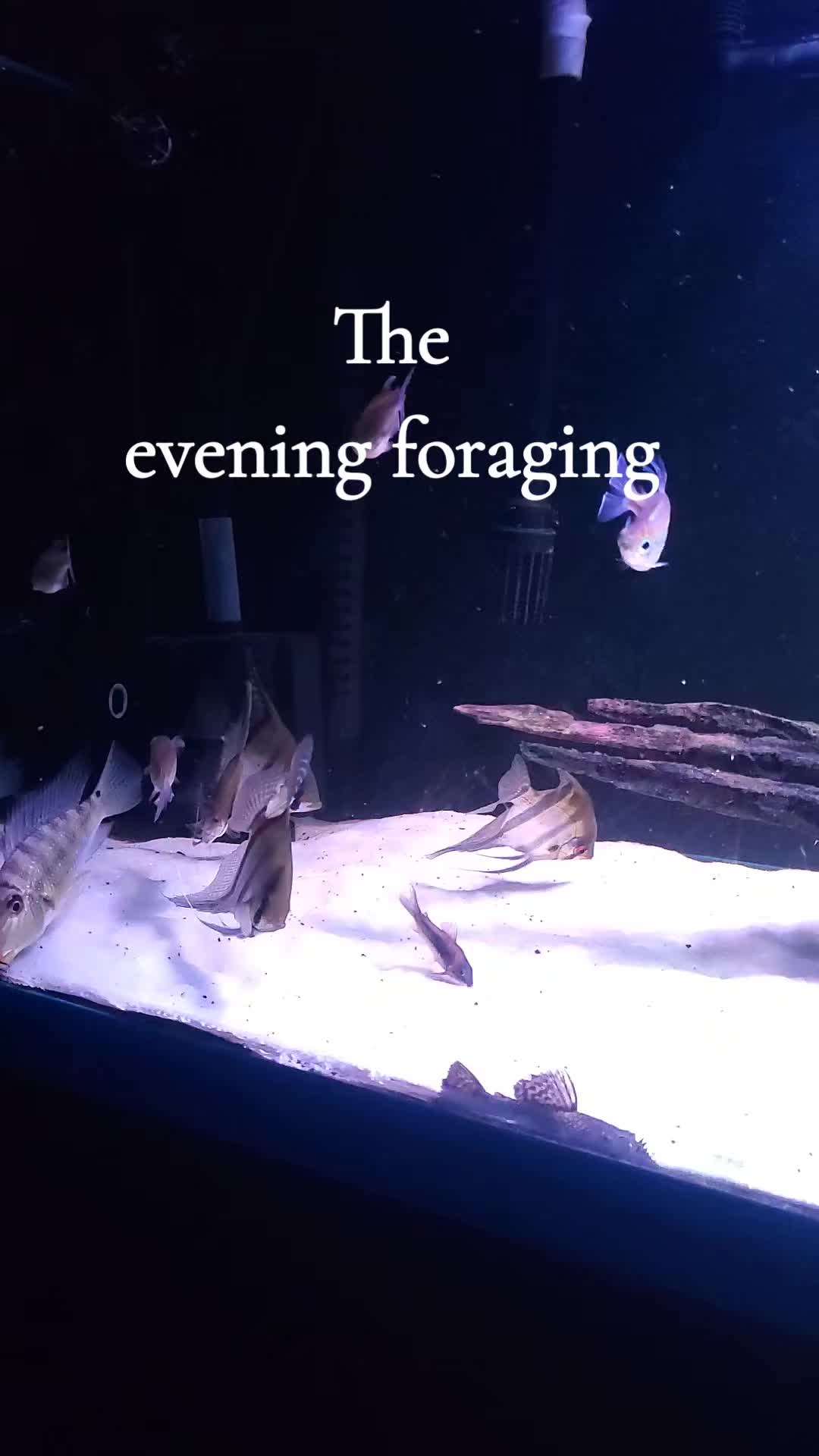 @Dave's Aquatics