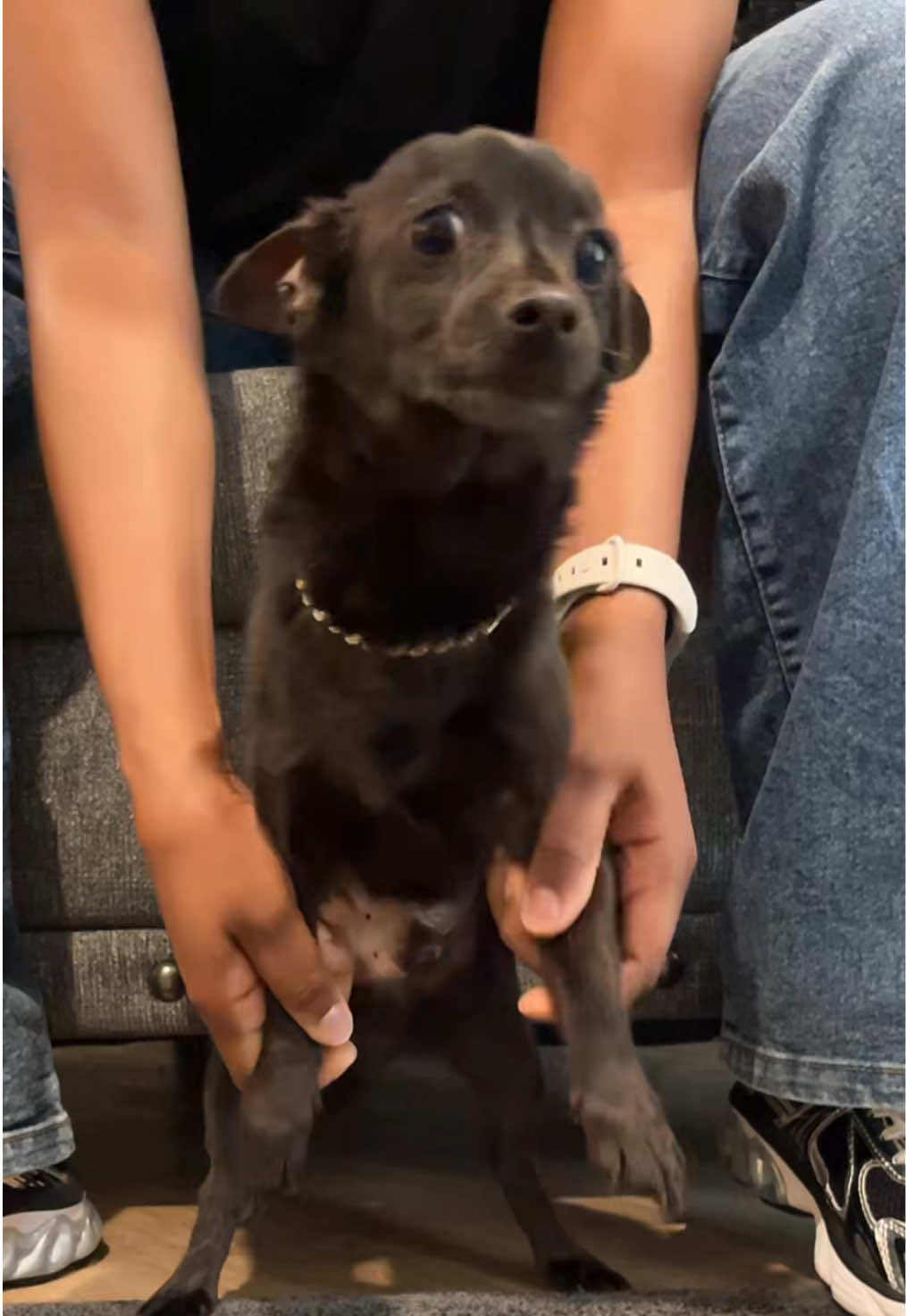 @Blackjack_Chihuahua