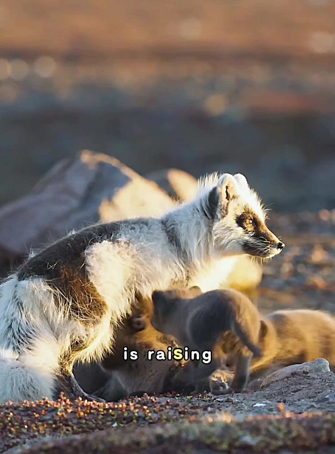 @look animals