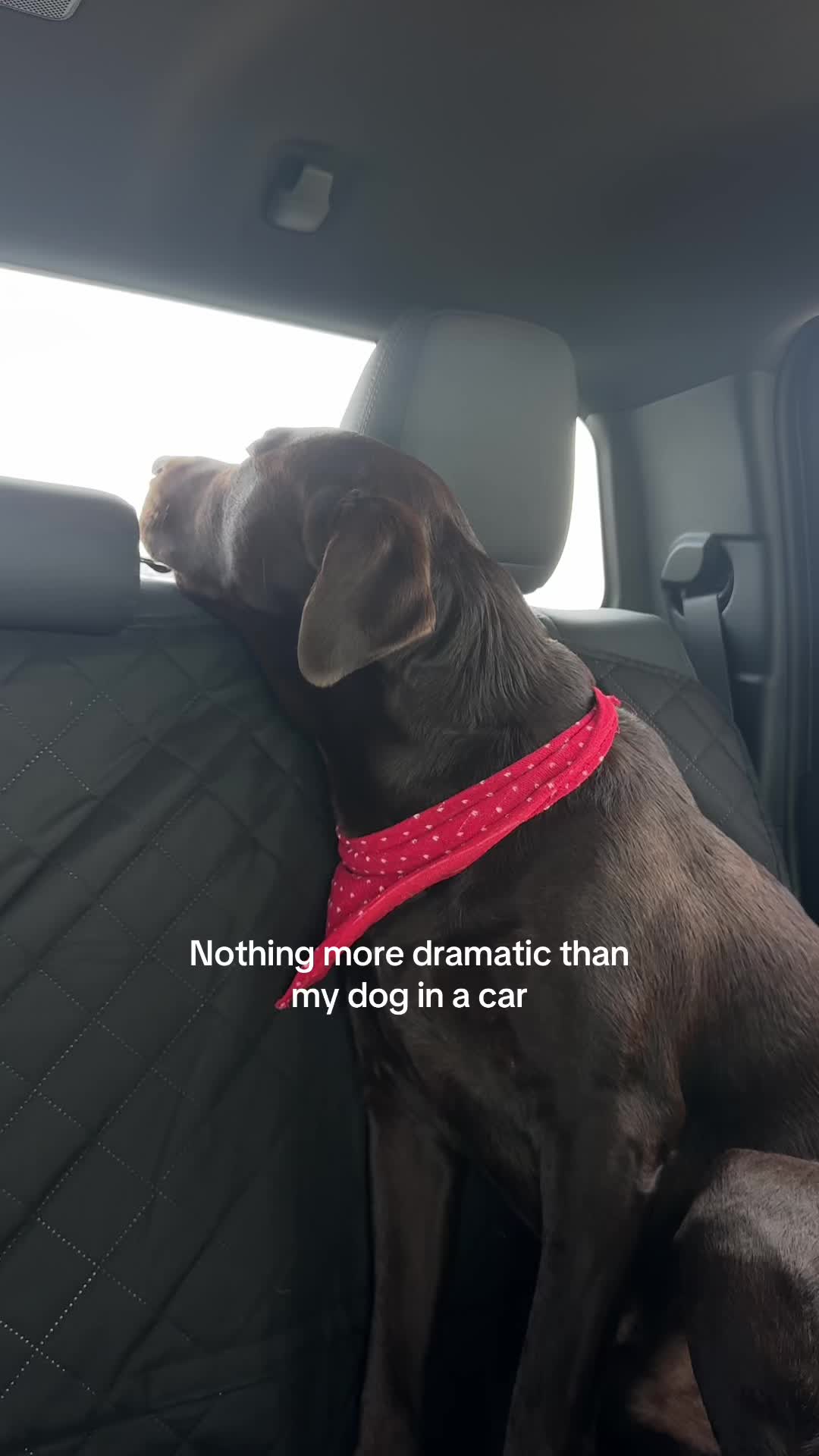 @Bruno Chocolate Lab