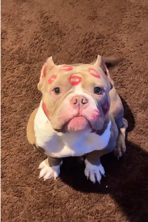 @Funny dogs 226