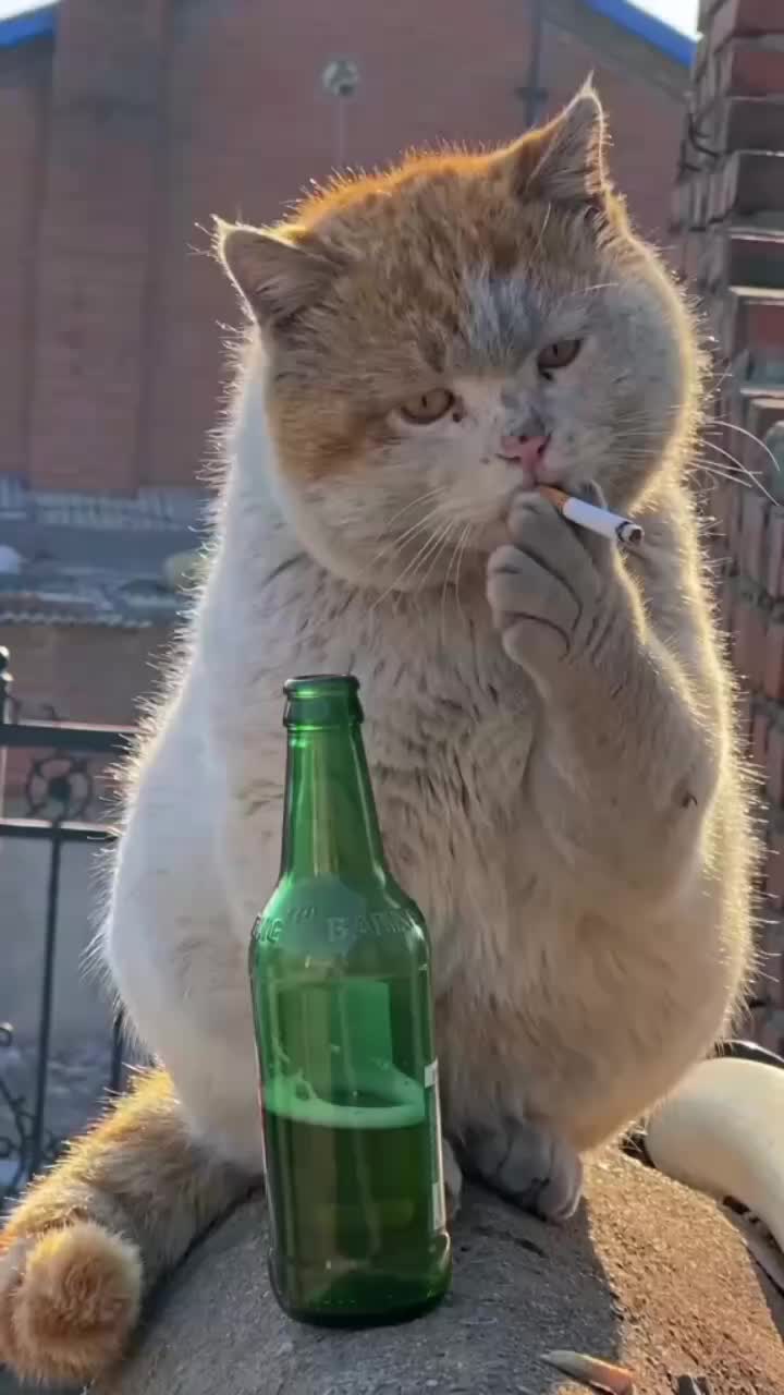 @Cat Love