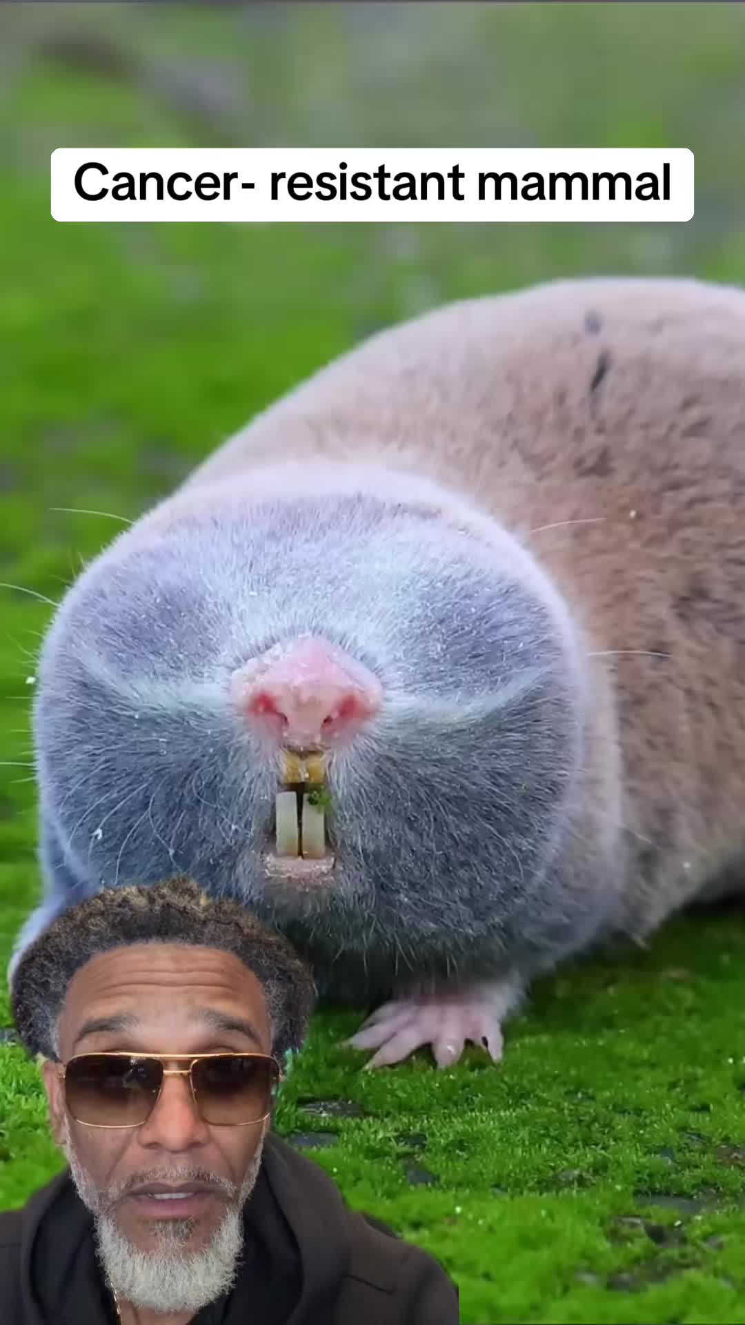 @Fishscaleous