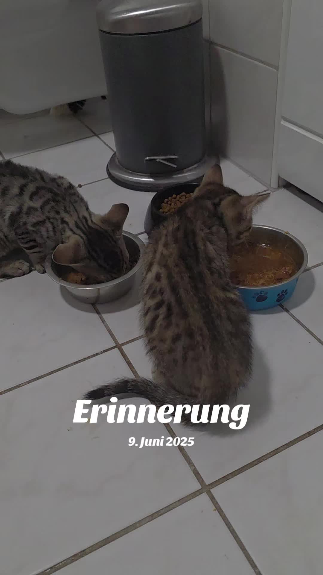 @Keckskrummel🍪