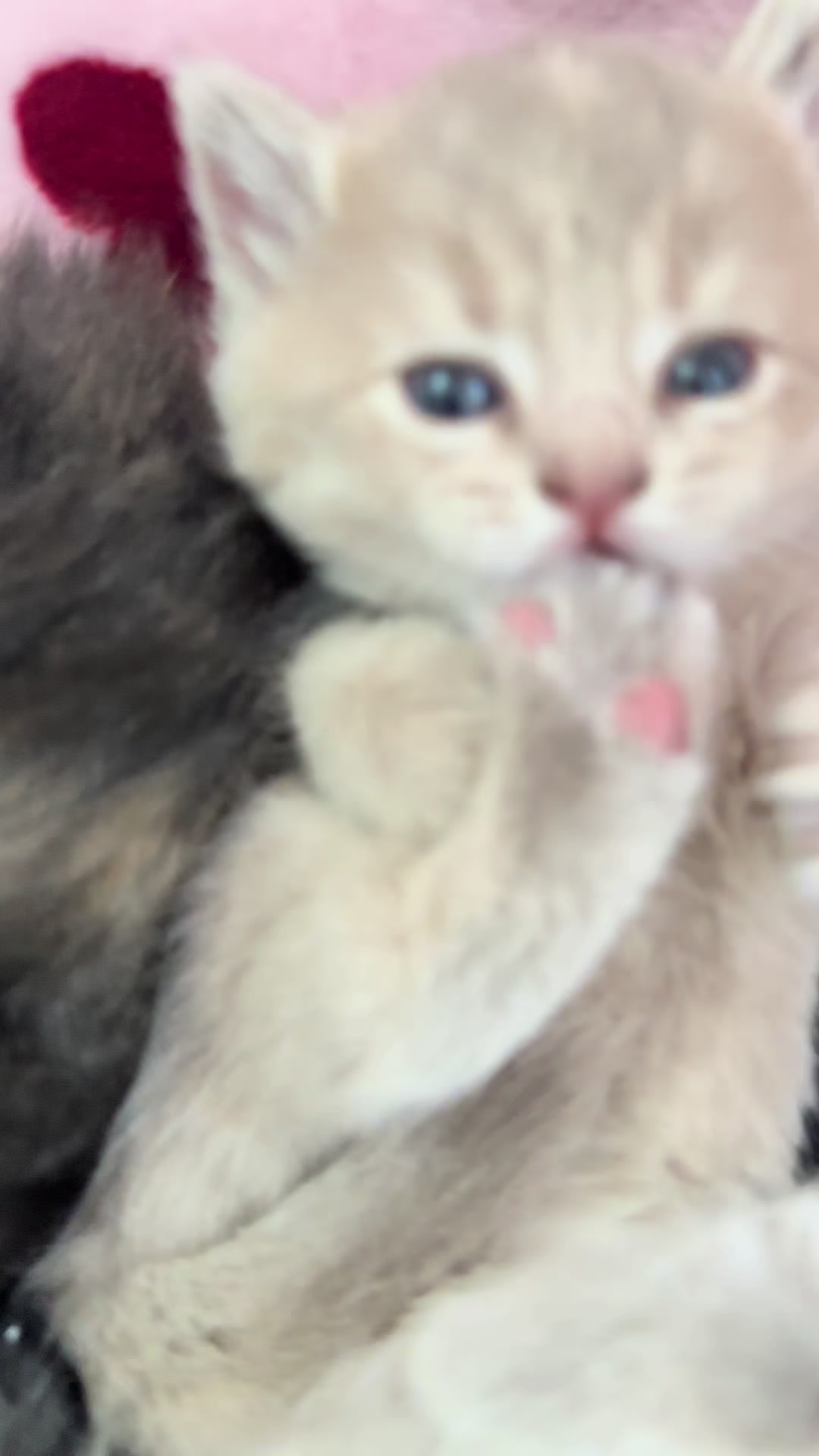 @cat.sheri.kittens