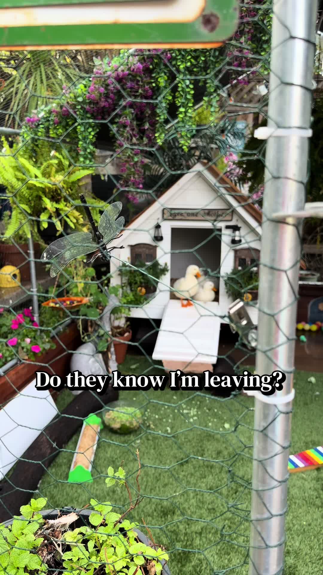 @Sherry&rsquo;s Backyard Sanctuary